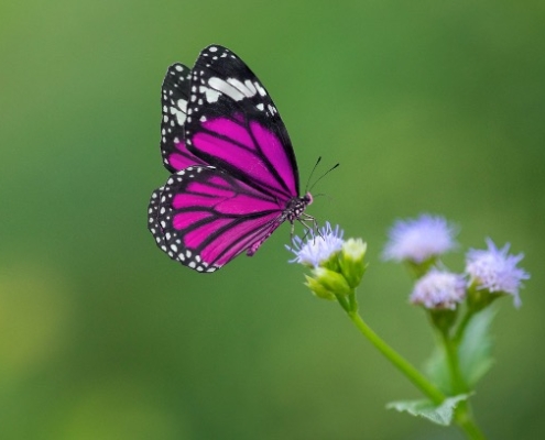 A purple butterfly flying in front of a small brand with purple blooms