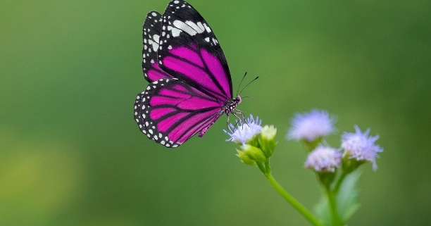 A purple butterfly flying in front of a small brand with purple blooms