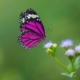 A purple butterfly flying in front of a small brand with purple blooms