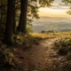 A sunlit dirt path leading from a shaded forest into open rolling hills.
