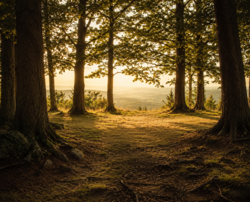 A sunlit forest clearing surrounded by tall trees, with warm light opening through the center.