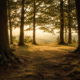 A sunlit forest clearing surrounded by tall trees, with warm light opening through the center.